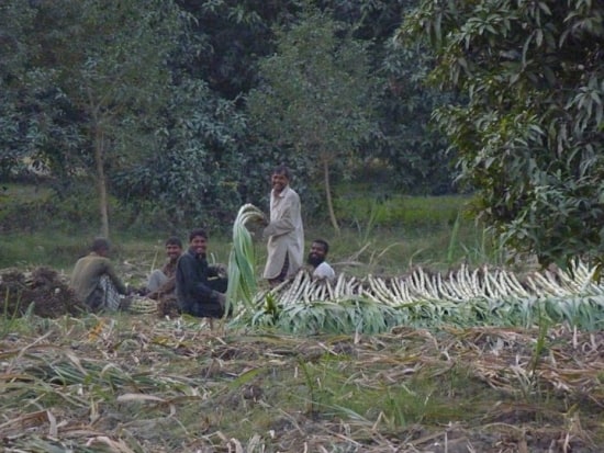 Sugarcane workers (Photo by Ayaz Qureshi)