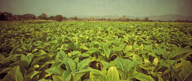 tobaccofield