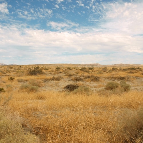 The Sonoran Desert, Anza-Borrego Desert State Park, California (Photo by Marko Tocilovac, 2011, CC BY-NC-ND 2.0)
