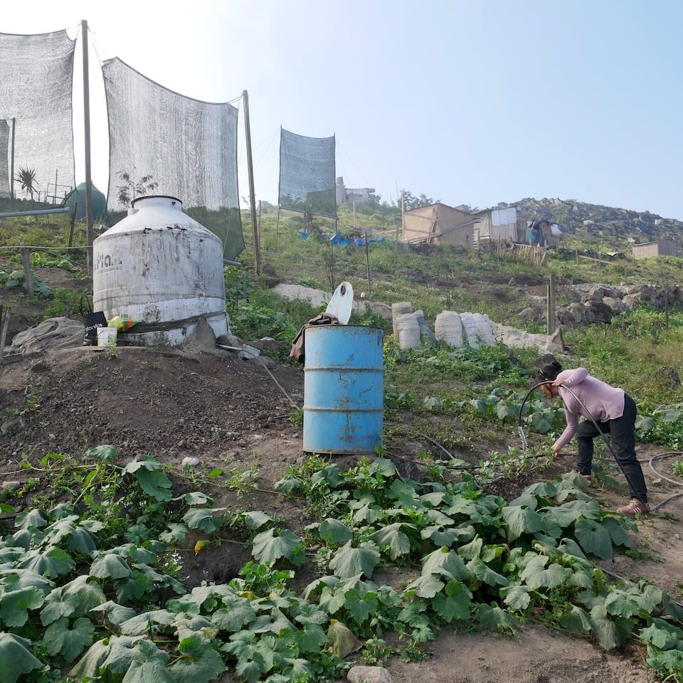 Fog CCatcher irrirgation