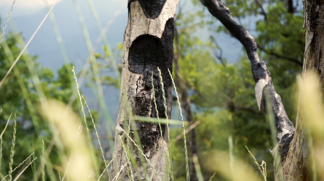 Close-up of a partially burned tree trunk.