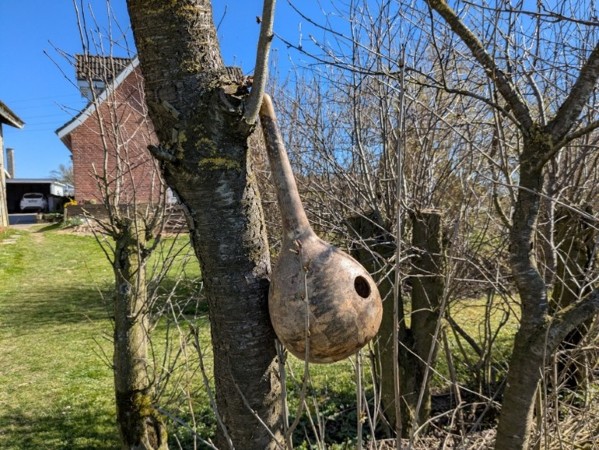 The gourd